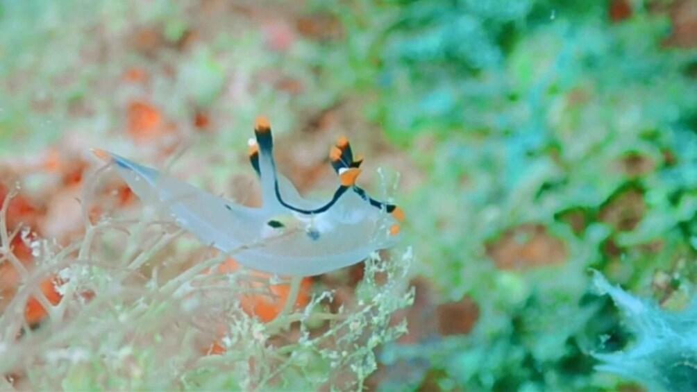 A marine creature with a white body and orange-tipped fins, swimming among green aquatic plants. 3