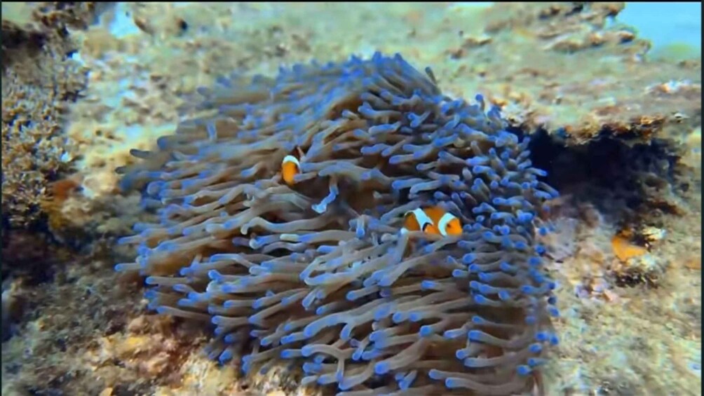A sea anemone with clownfish. 5