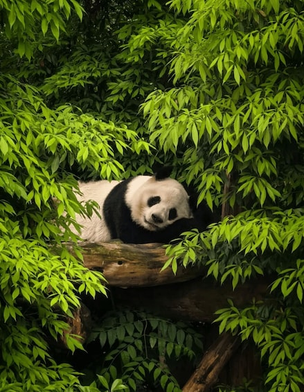A panda resting among green foliage. 4