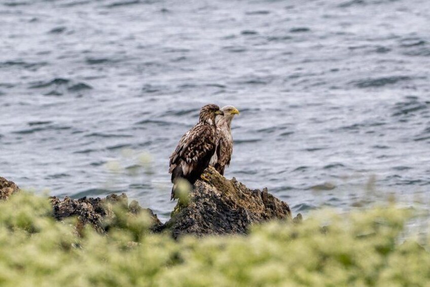 A bird perched on a rock by the water. 5