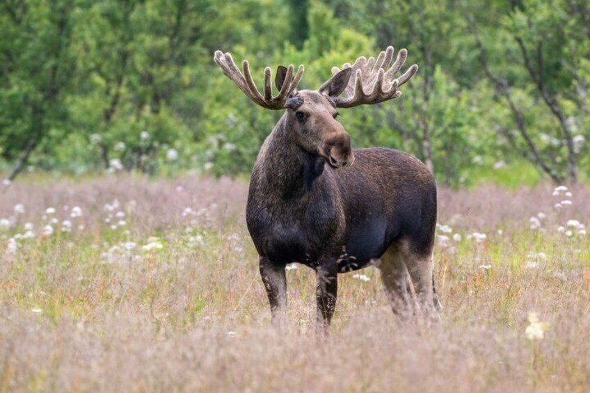 A moose standing in a field with wildflowers and trees in the background. 4