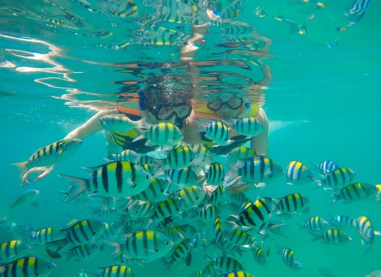 A person swimming with a school of striped fish. 4