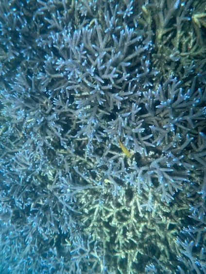 Picture 8 for Activity Gili Nanggu Snorkeling Tour from Lombok 2