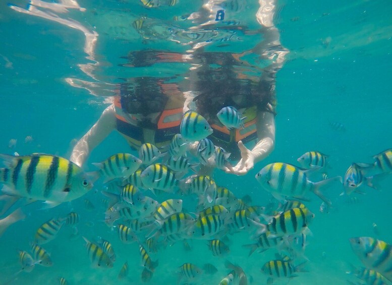 A person swimming with a school of striped fish. 5