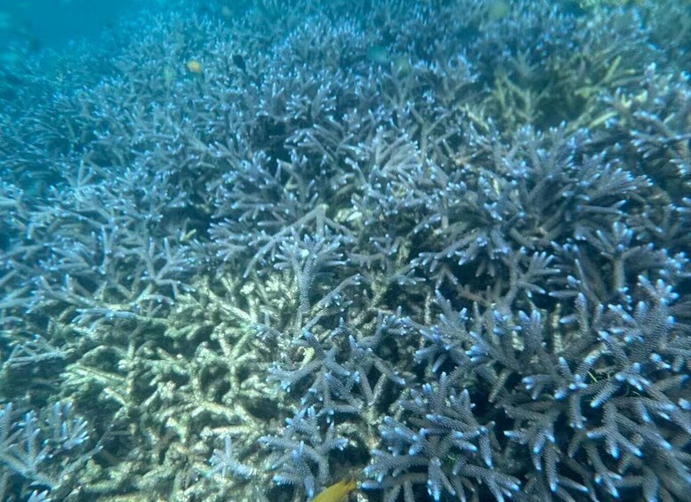 Picture 6 for Activity Gili Nanggu Snorkeling Tour from Lombok 3
