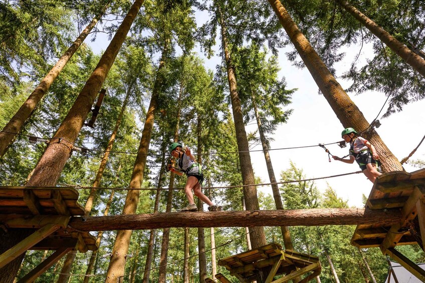 Picture 16 for Activity Betws-y-Coed: Family treetop adventure course (Tree Hoppers) 2