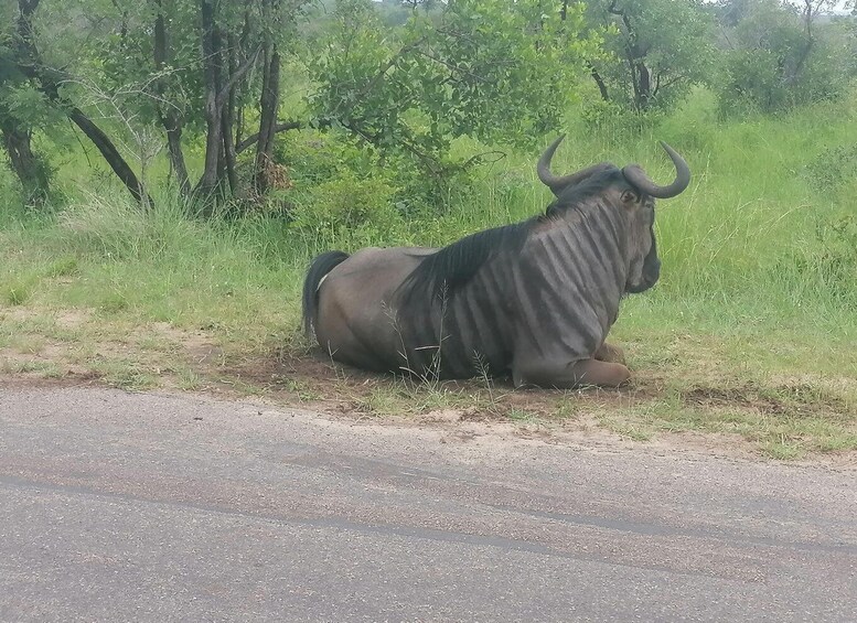 A large, dark-furred animal with prominent horns resting on the roadside. 2