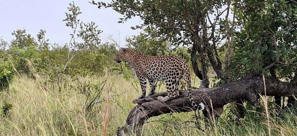 A leopard standing on a fallen tree in a grassy savanna. 1