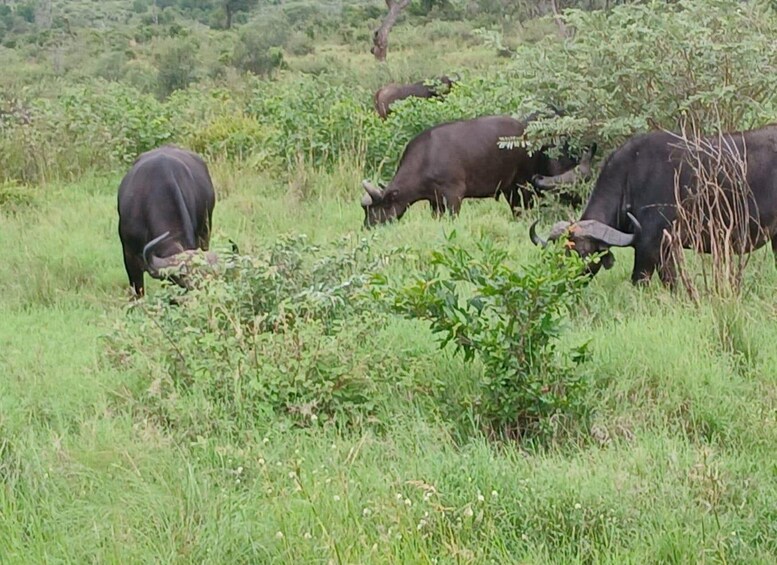 A herd of cattle grazing in a grassy field with dense vegetation in the background. 3
