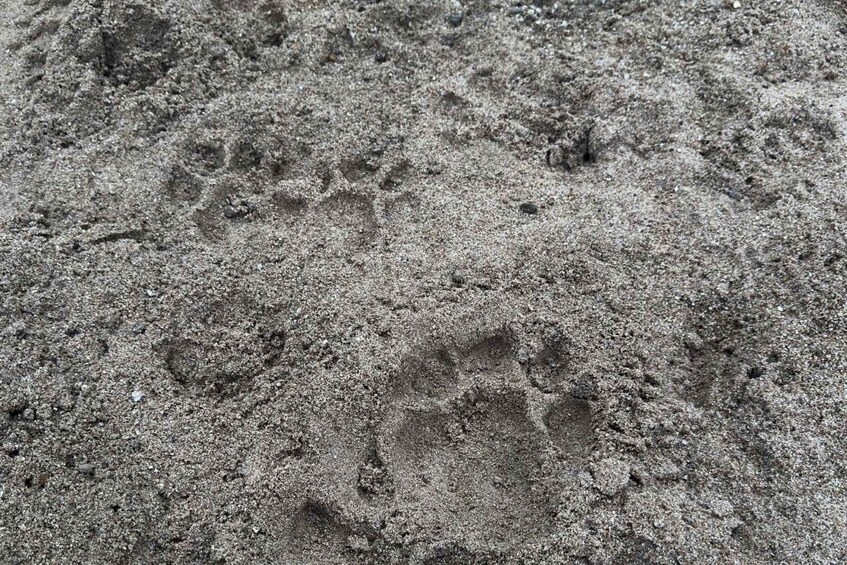 A close-up of sandy ground with visible footprints. 2