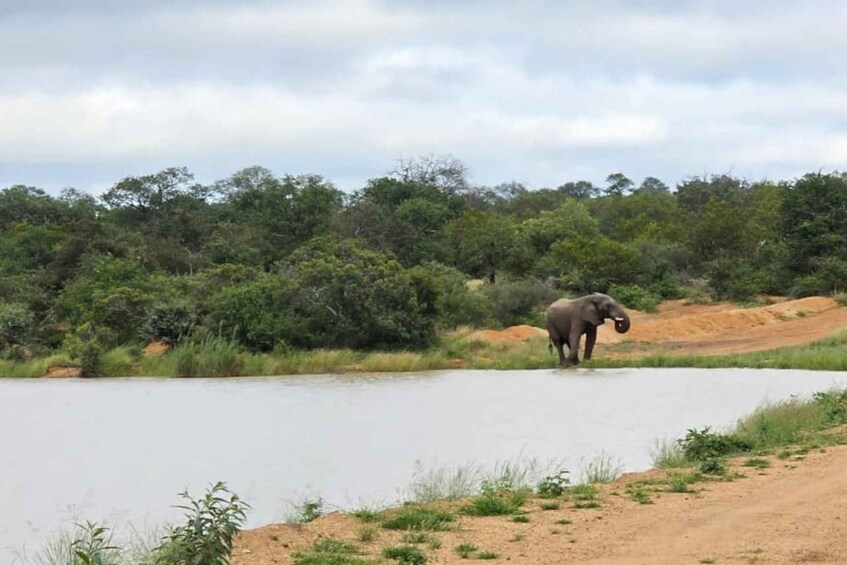 An elephant standing by a water body surrounded by dense greenery. 3