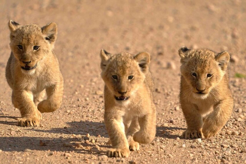 Three lion cubs walking on a dirt path. 5