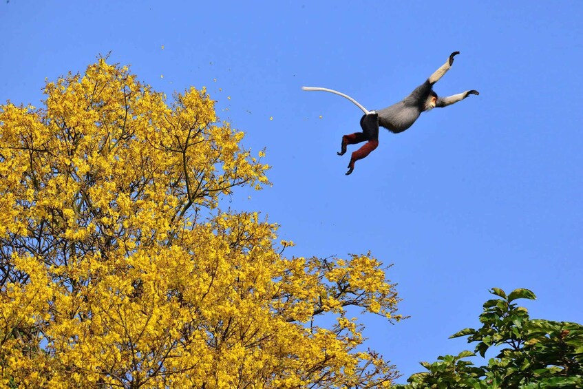 A person in mid-air with a long object, against a backdrop of yellow trees and a clear blue sky. 4