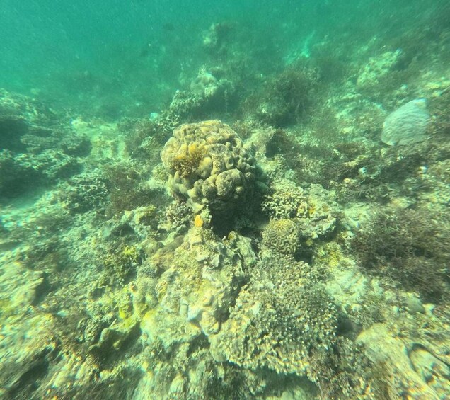 An underwater coral reef with various corals and marine life. 1