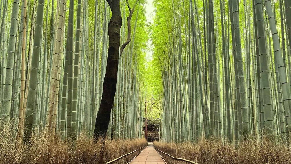 A pathway flanked by tall bamboo trees with a clear sky above. 2