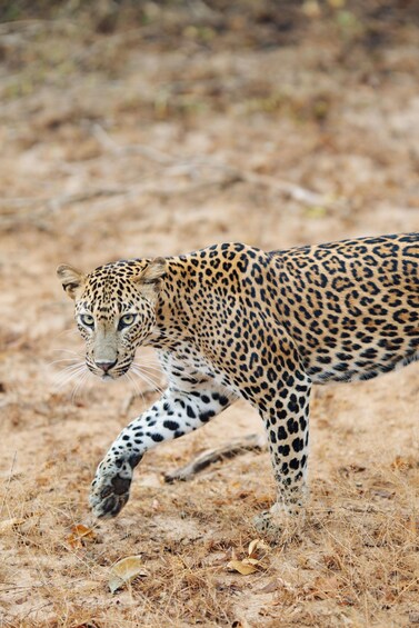 A leopard walking in a dry grassland. 1