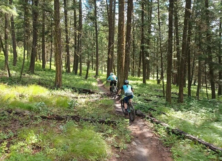 Two cyclists on a forest trail surrounded by tall trees and greenery. 3