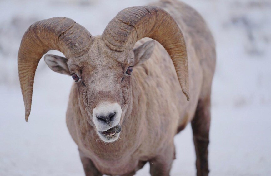 A bighorn sheep with large curved horns in a snowy environment. 3