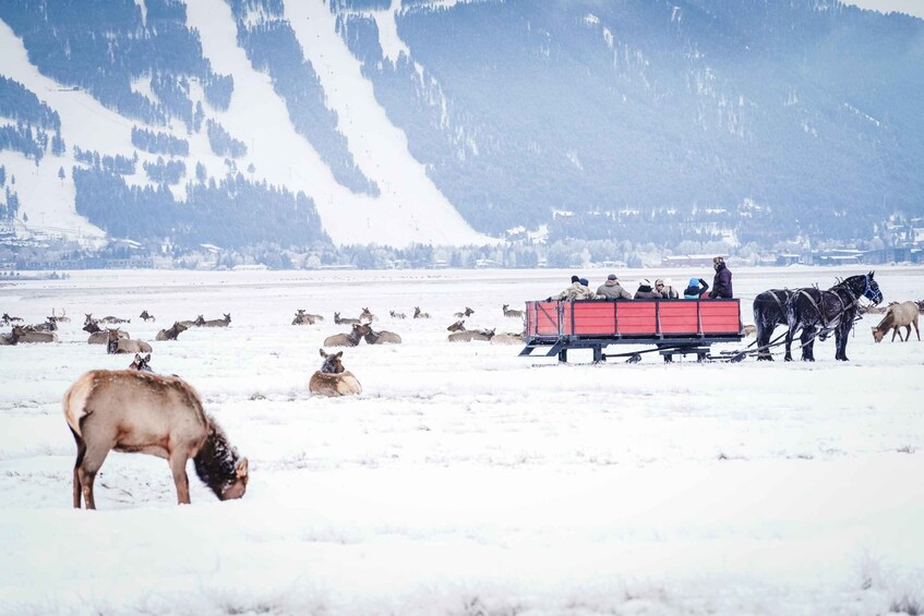 A group of people on a red sled being pulled by horses across a snowy field with elk grazing in the background and mountains in the distance. 2