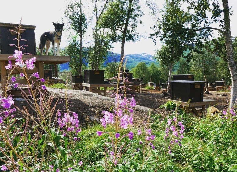 A rural outdoor setting with wooden structures, possibly beehives, and a dog in the background. 5