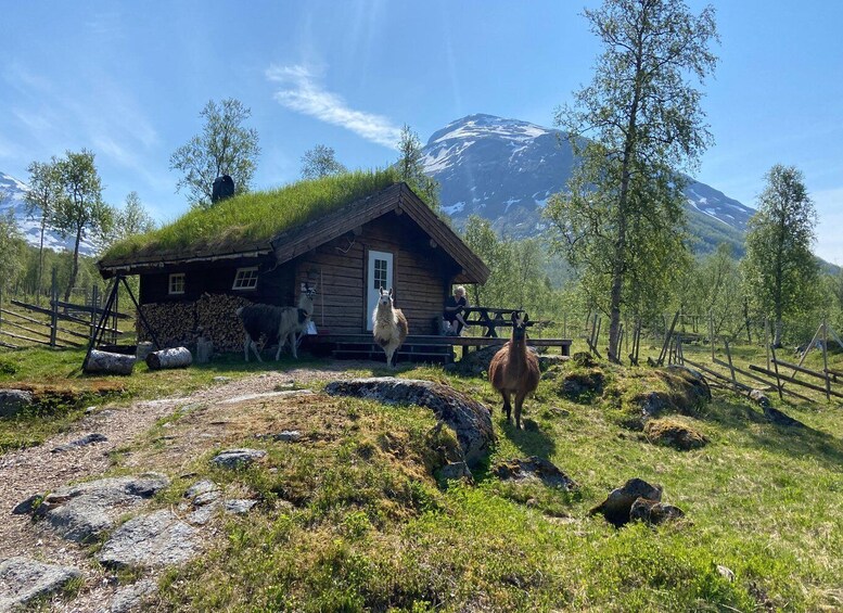 A wooden cabin with a grass roof, a person sitting on a bench, and two llamas in a mountainous landscape. 1