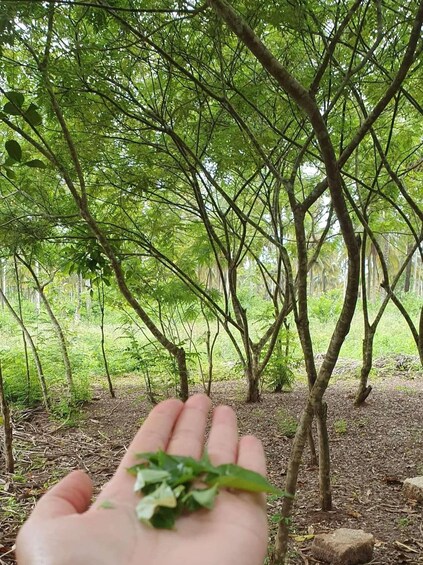 Picture 62 for Activity Zanzibar: Stone Town, Prison Island & Spice farm with lunch 3