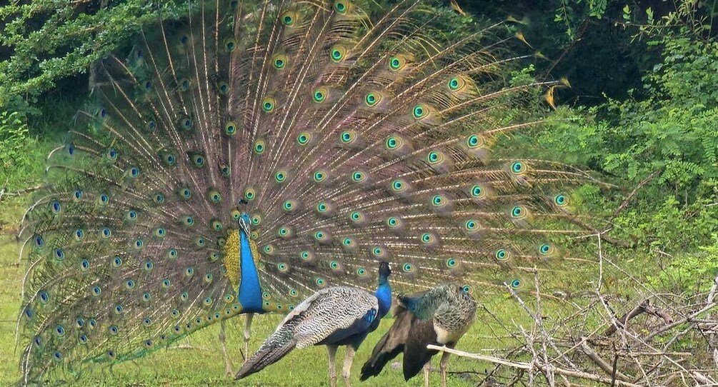 From Around Tangalle: Half-Day Yala Safari Private Tour(M/E) 1