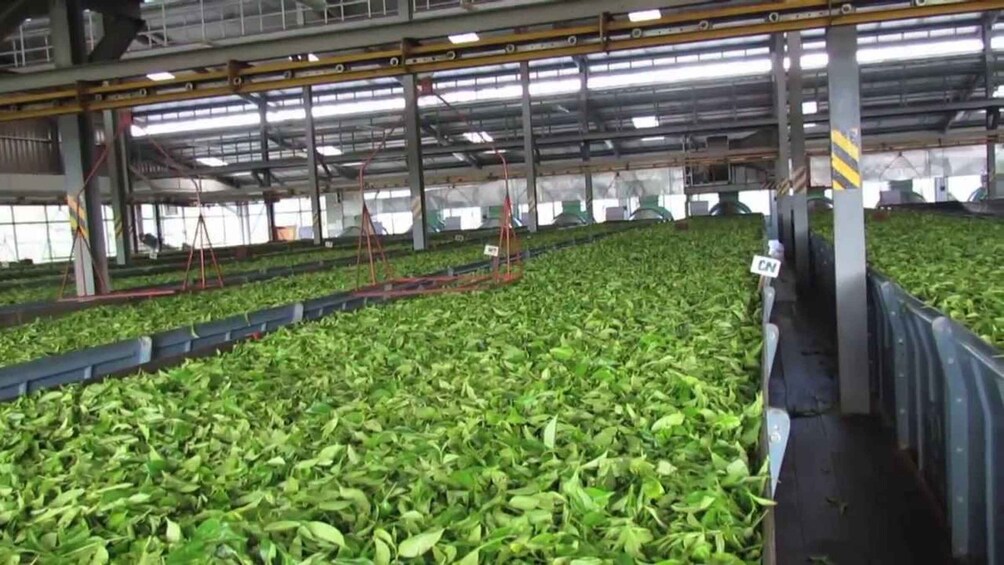 A large indoor facility with rows of green leafy plants under a metal framework. 4