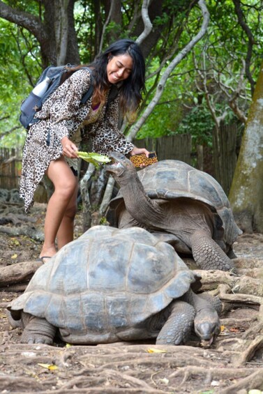 A person feeding a tortoise in a natural setting with trees and a wooden fence. 2
