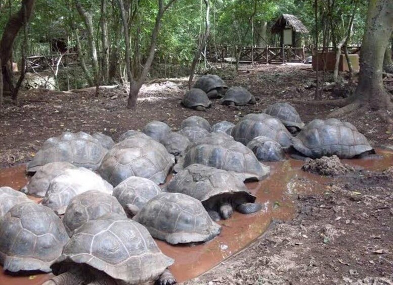 A group of large tortoises in a forested area with a muddy water channel. 5