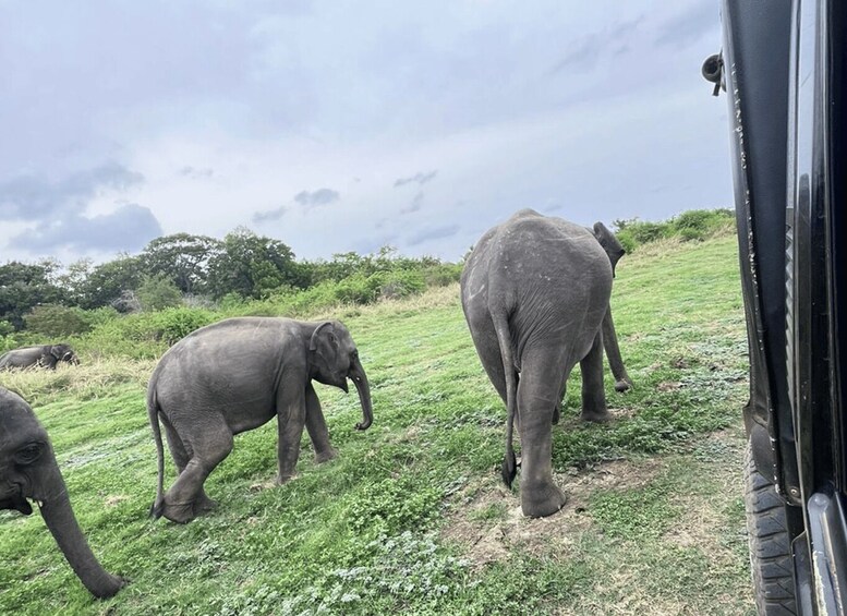 Elephants walking on a grassy hillside. 3