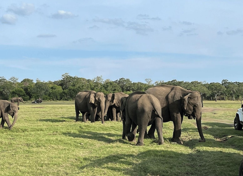 A herd of elephants in a grassy field with trees in the background. 5