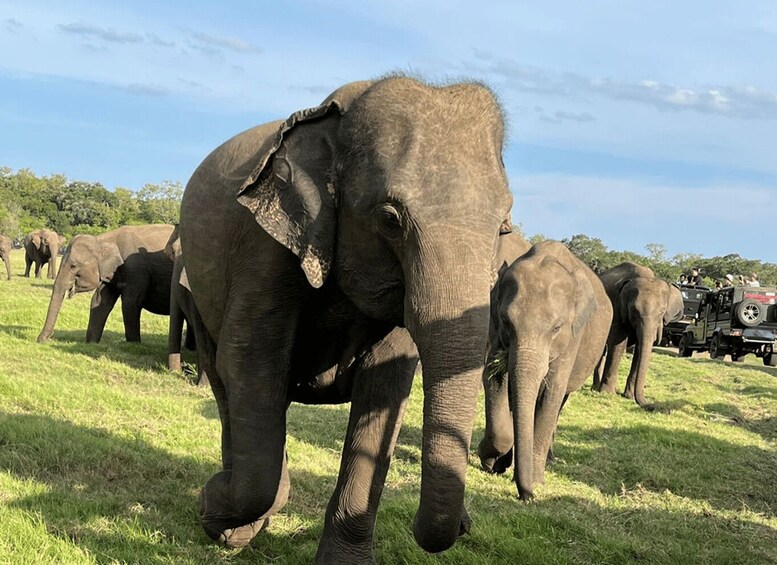 A herd of elephants in a grassy field with vehicles in the background. 2