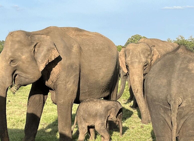 A herd of elephants in a grassy field. 4