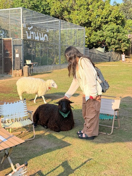 A person petting a black sheep in a fenced area with a transparent enclosure in the background. 4