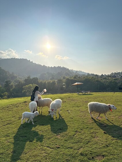 A person with a dog and sheep in a grassy field with a sunlit sky. 5