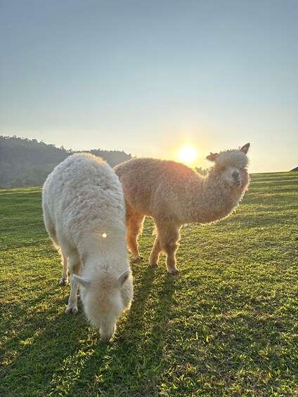 Two llamas grazing in a grassy field with a sunset in the background. 3