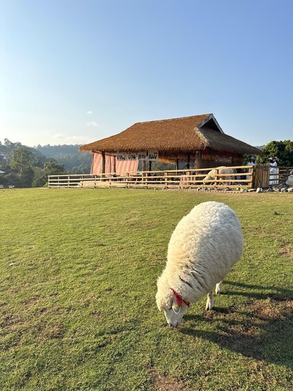 A white sheep grazing in a grassy field with a thatched-roof barn in the background. 5
