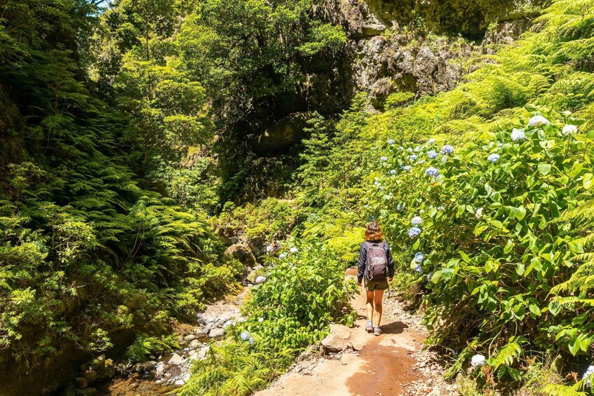 A hiker walking on a forest trail surrounded by lush greenery and ferns. 4