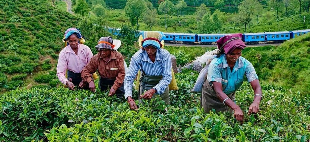 People harvesting tea plants in a lush green field with a train in the background. 2