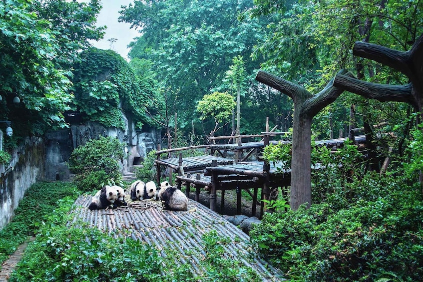 Pandas descansando sobre una plataforma de madera rodeada de vegetación exuberante y un puente de madera. 2