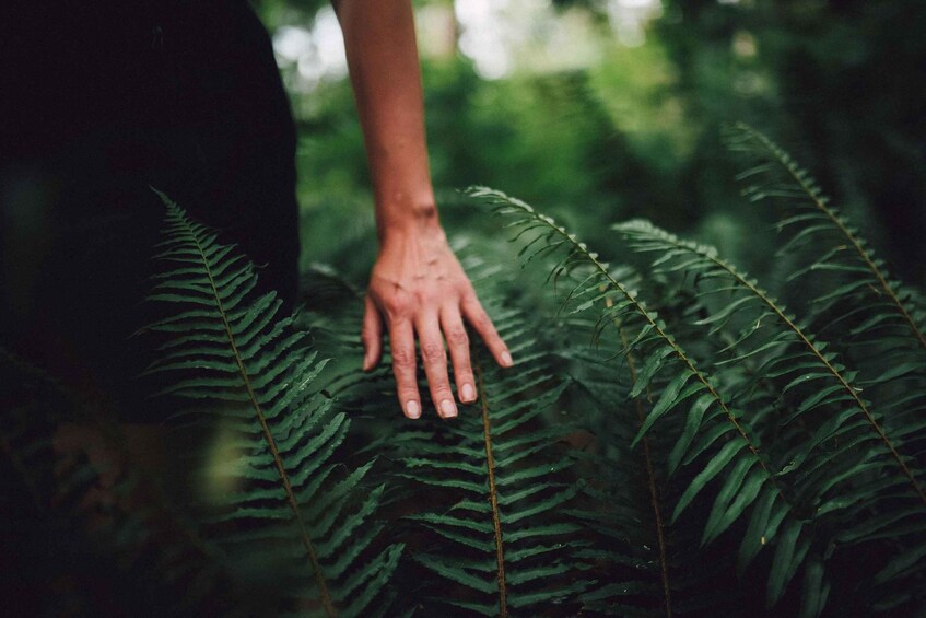 A hand touching fern leaves in a forest. 2