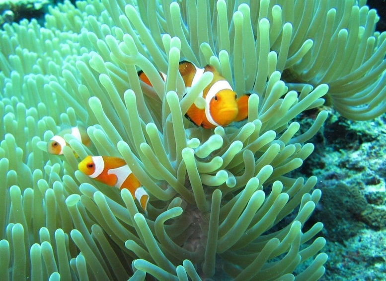 Clownfish among sea anemones. 1