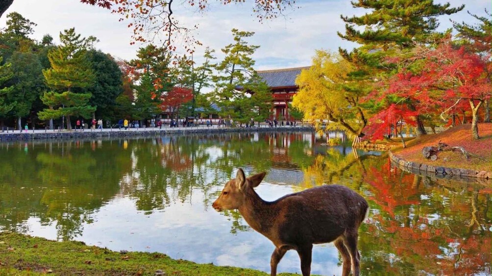 Kyoto/Osaka: Kyoto&Nara Private Guided English Speaking Tour 1