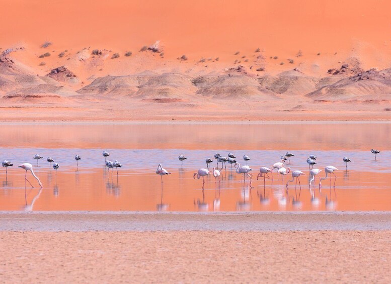 A group of flamingos in a shallow water body with a desert landscape in the background. 2