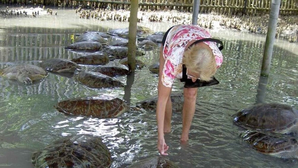 A person bending over in a shallow body of water surrounded by turtles. 2