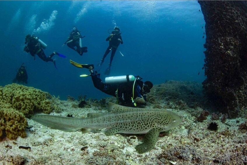 Scuba divers exploring a coral reef with a spotted grouper. 1