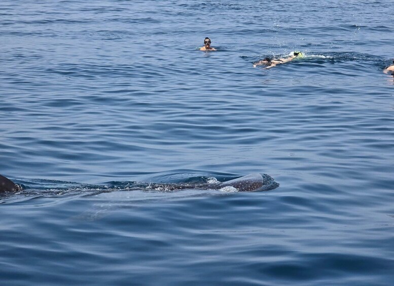 A whale shark swimming in the ocean with people in the water. 5