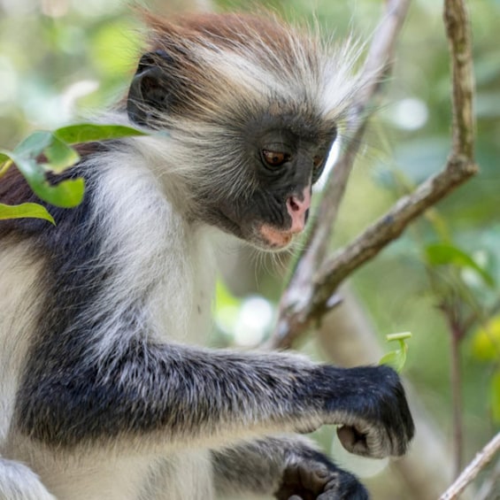 A monkey with white and grey fur sitting on a branch, holding a leaf. 4