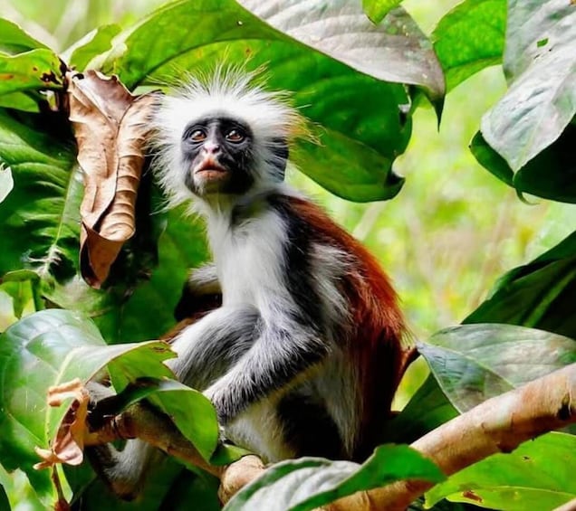 A monkey with white and brown fur sitting among green leaves. 5